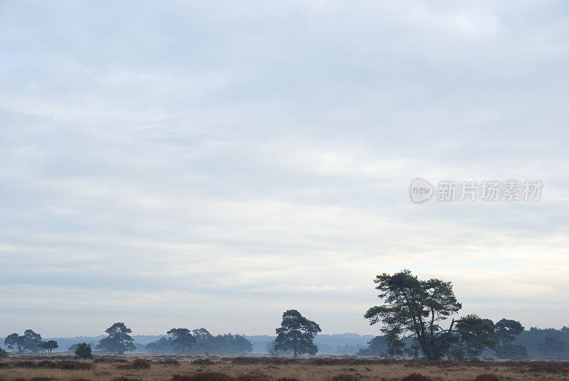 荷兰景观:冬季荒原(Hoge Veluwe)